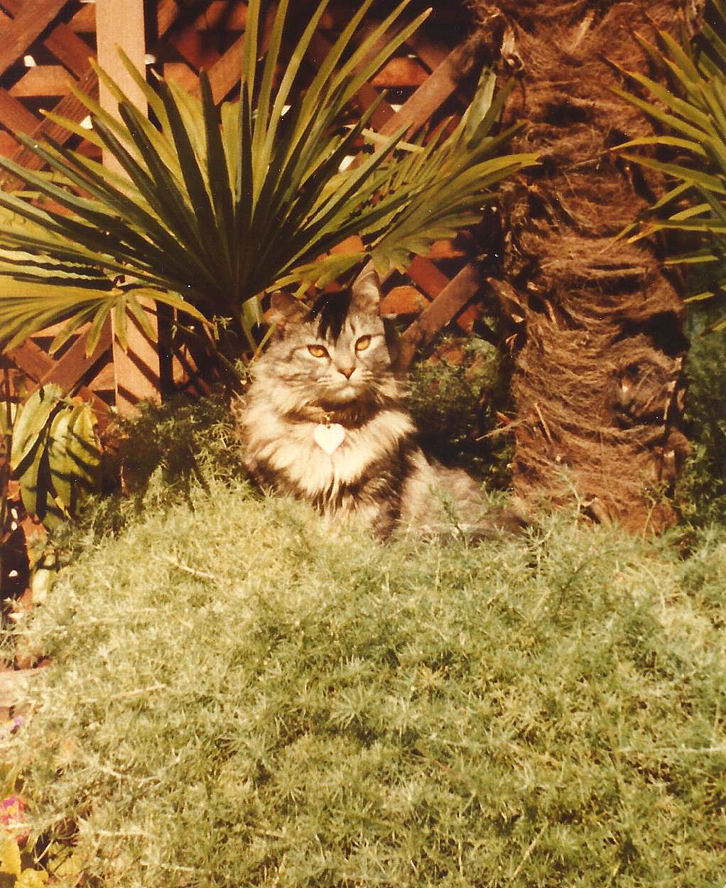 Butchie in the Wild
